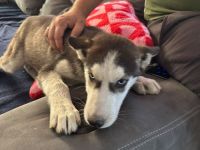 Husky Welpen zu verkaufen