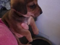 4 von 9 bezaubernden Dackel-Shiba-Inu-Mix-Welpen suchen liebevolle Familien