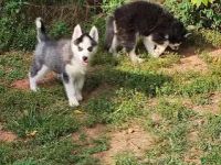 Siberian Husky Welpen