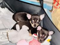 Chihuahua Welpen Reinrassig