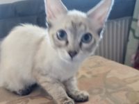 Don Sphynx kitten mit Tastharen