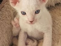 Don Sphynx kätzchen mit Tastharen