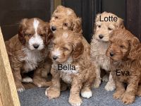 Cockapoo Hündinnen