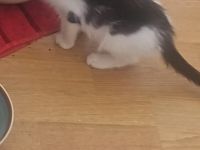 Britisch Kurzhaar Kätzchen Lucy sucht ein liebes volles warmes Zuhause