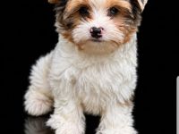 Yorkshire Terrier Bub