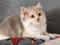 Zuckersüße  BLH - Britisch Langhaar Kitten mit Stammbaum