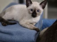 Wunderschönes Siam Kitten