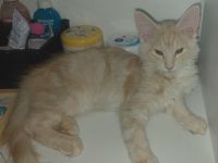 Knapp 4 Monate alter Maine Coon 2 mal geimpft