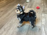 Wunderschöner Yorkshire Terrier Rüde