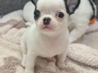 Wunderschöne Chihuahua-Welpen