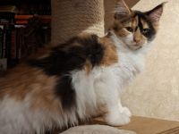 Maine Coon Kitten,  lieb und verspielt