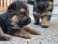 Deutsche Schäferhundwelpen suchen ihr liebevolles Zuhause