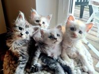 ❤️Maine Coon Kitten in silver shaded Farben❤️