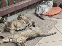 Britisch Kurzhaar Mix Kitten golden tabby