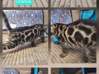 Fantastische Bengal Kitten in melanistic und brown mit Stammbaum