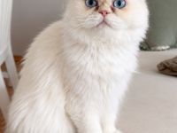 Liebevolle Perserkatze sucht ein neues Zuhause ❤️