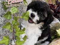 Cavapoo mit Abstammungstafel