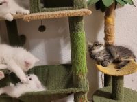 Zuckersüße Reinrassige Perserkitten- Magdeburg.