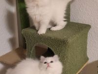 2 Reinrassige Perserkitten-Magdeburg