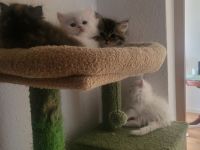 6 Reinrassige Perserkitten