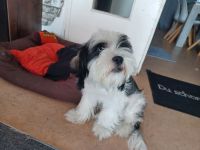 Snoopy sucht ein neues Zuhause