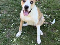 Labrador Mischlinge abzugeben in gute Hände