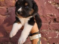 zauberhafte Australian Shepherd Mädchen