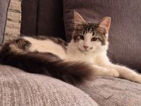 Maine Coon Katerchen Basil darf ausziehen