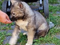 Siberian Husky Welpen