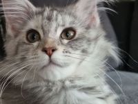 Maine Coon Prinzessin bluesilvertorbie white