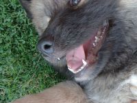 Akita Inu mixis