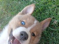 Akita Inu mixis