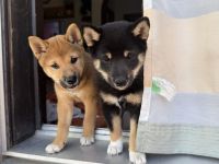 Reinrassige black-tan Shiba Inu Welpen suchen noch ihr für immer Zuhause