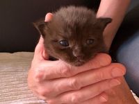 BKH-Kitten in der Farbe Chocolate & Blue, gesund, verschmust & familiengeprägt