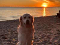 Bildschöner Golden Retriever Rüde Pamuk (5 J., geb. Juni 2021) in Hamburg & Umgebung sucht liebevoll