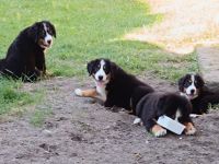 Berner Sennenhund Welpen