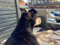 Dringend Neues zu Hause für Senior Rüden gesucht