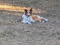 American Collie