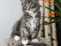Maine Coon Kitten (reinrassig) abzugeben