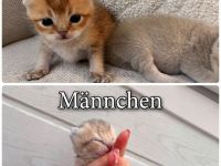 Reinrassige BKH-Kitten ab Oktober in liebevolle Hände abzugeben