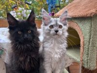 Maine Coon Kitten Reinrassig mit Stammbaum