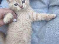 Ragdoll-BKH Kitten