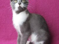 kleiner grau-weißer Kater - 3 1/2 Monate alt - verspielt - Katerchen - Kätzchen - Katzenjunge