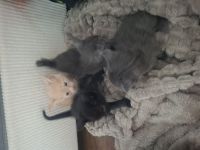 Maine coon babykatzen