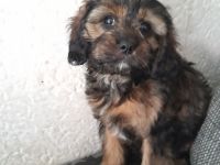Cavapoo cavalier king charles Spaniel welpe weiblich