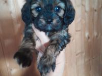 Cavapoo cavalier king charles Spaniel welpen