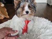 Biewer-Terrier-Welpen  Odin König Luxury