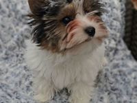 Biewer-Terrier-Welpen