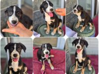 Scooby – kleiner Herzensbreche