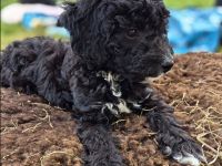 noch 2 Doodle Pudel Mix Rüden Welpen